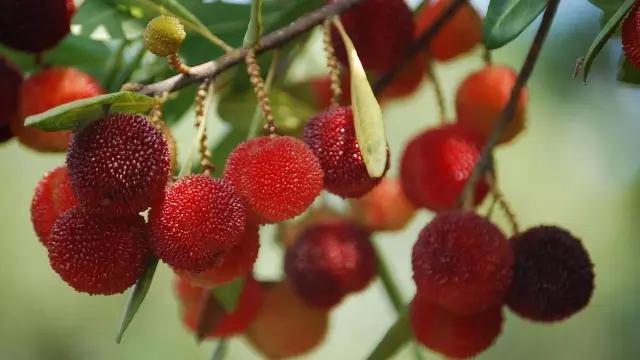 南京水果批发市场怎么进货最划算？