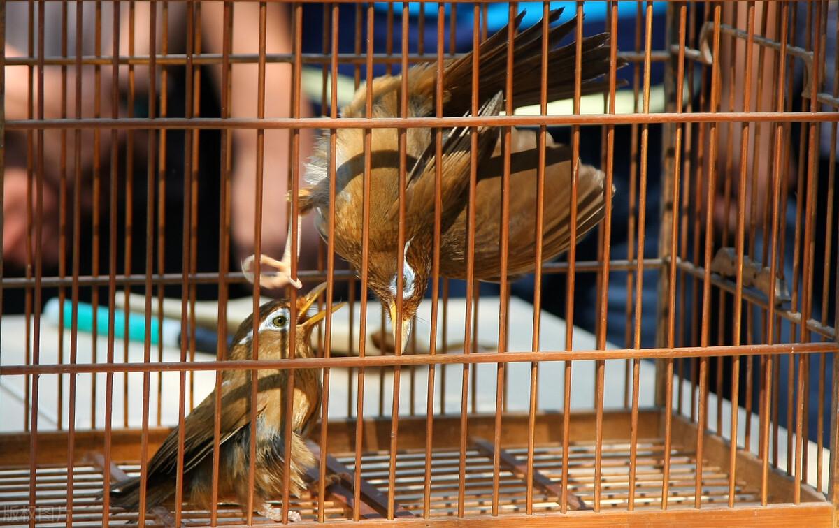 画眉鸟方笼图片真的能让新手少走弯路吗？