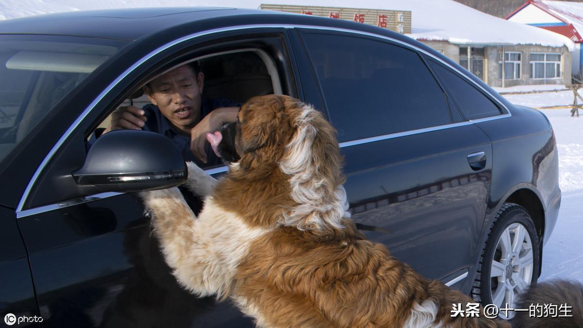 犬瘟热的临床症状有哪些？如何识别和应对犬瘟热