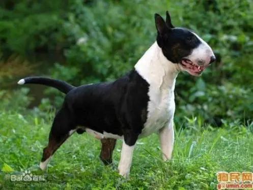 养凯利蓝梗真的像传说中那么难吗？