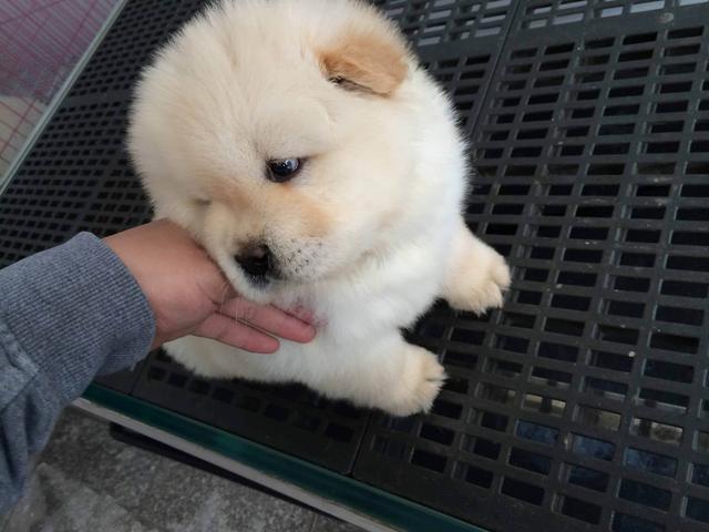 纯种松狮犬到底要花多少钱？