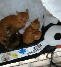 网购被坑只能认栽？天猫投诉电话到底怎么用才有效？