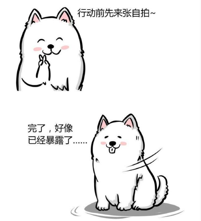 揭秘警犬选拔标准：什么犬种最适合成为警犬？