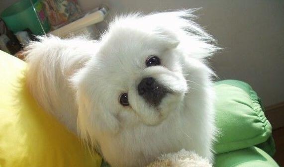 迷你贝吉格里芬凡丁犬能当家庭宠物养吗？