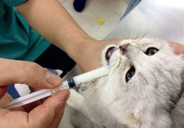 家中猫猫常备药箱：必备药品清单与使用指南