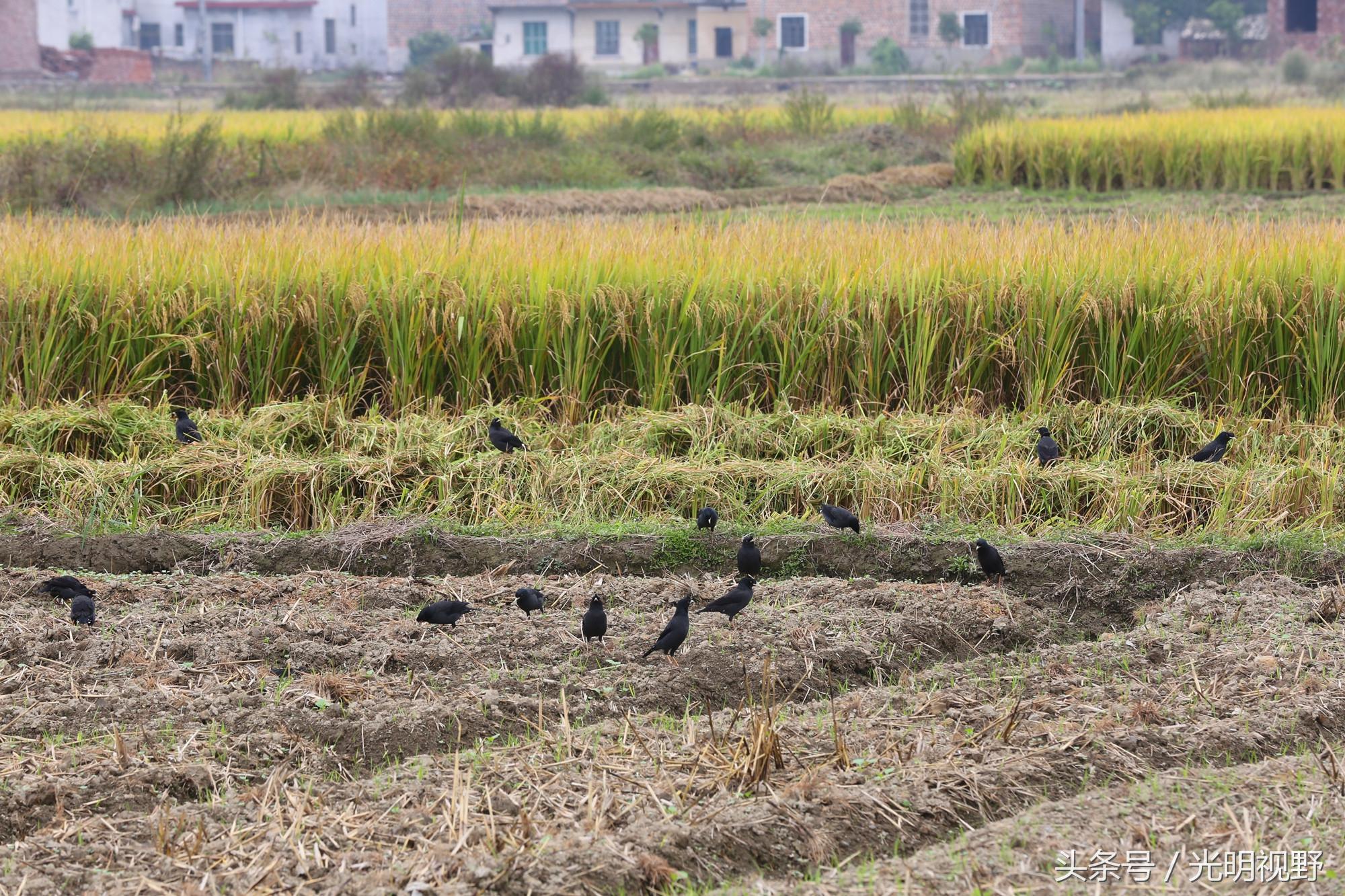 八哥鸟的食物有哪些？饲养八哥的注意事项