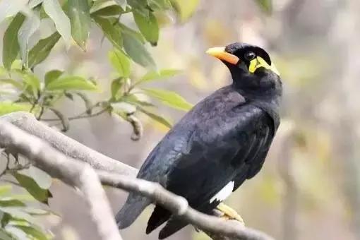 海南鹩哥到底值不值得养？