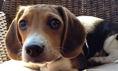 比格犬的优缺点有哪些？其性格特点又如何？