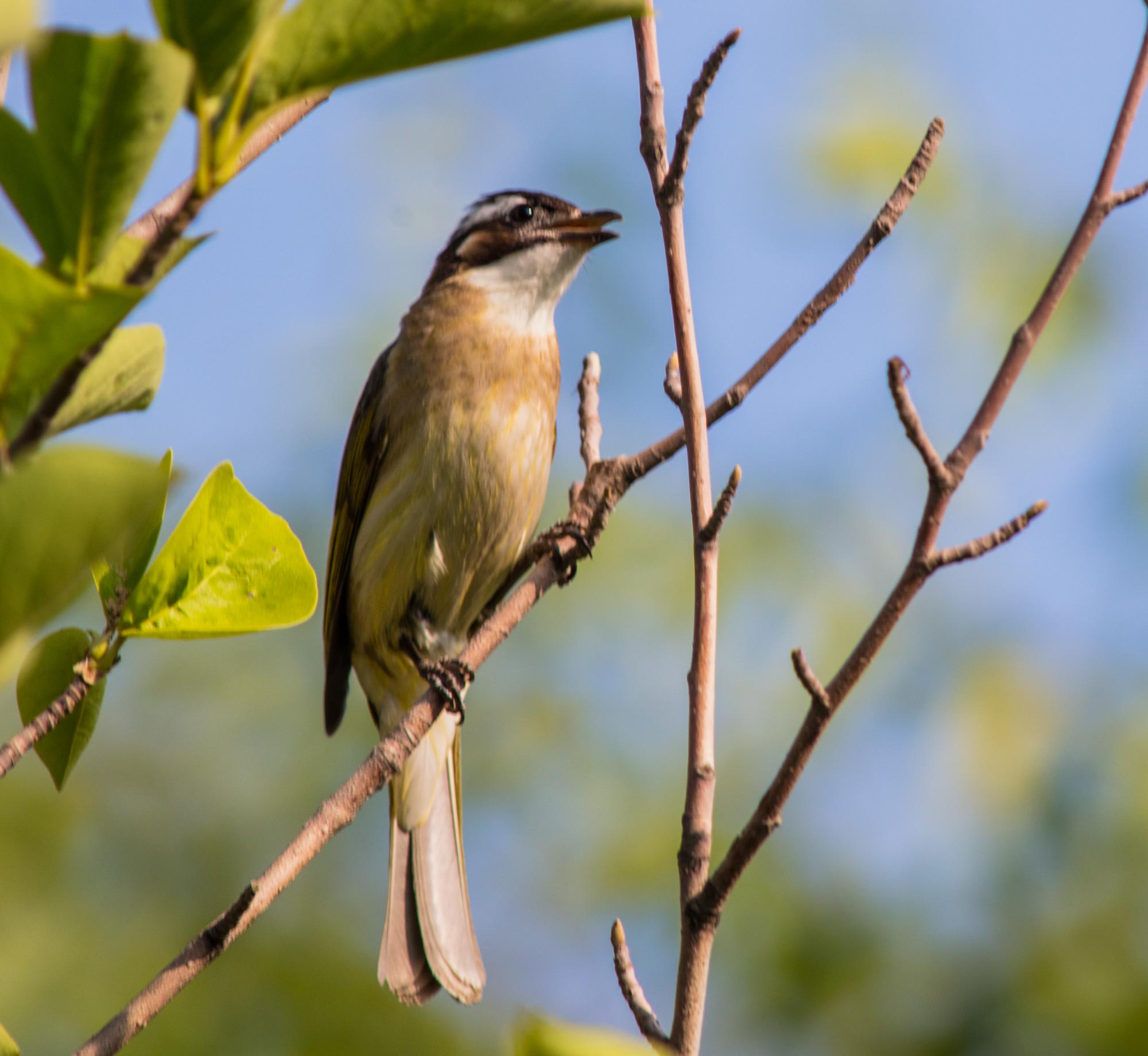 白头翁雏鸟个体饲养指南：如何正确照顾和喂养幼鸟