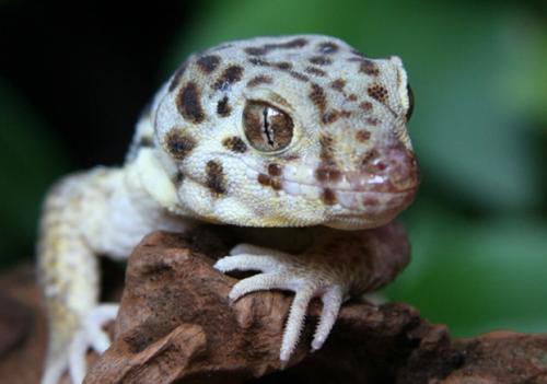 守宫名字的起源和传说：揭秘古老传说中的神秘生物