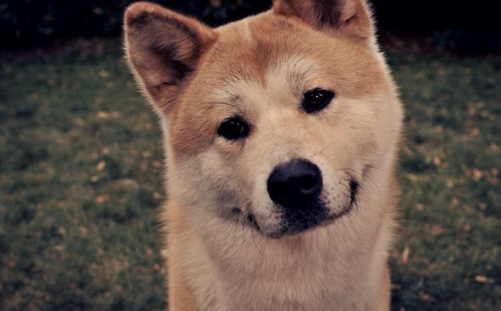 养牛头梗犬真的像网上说的那么难吗？