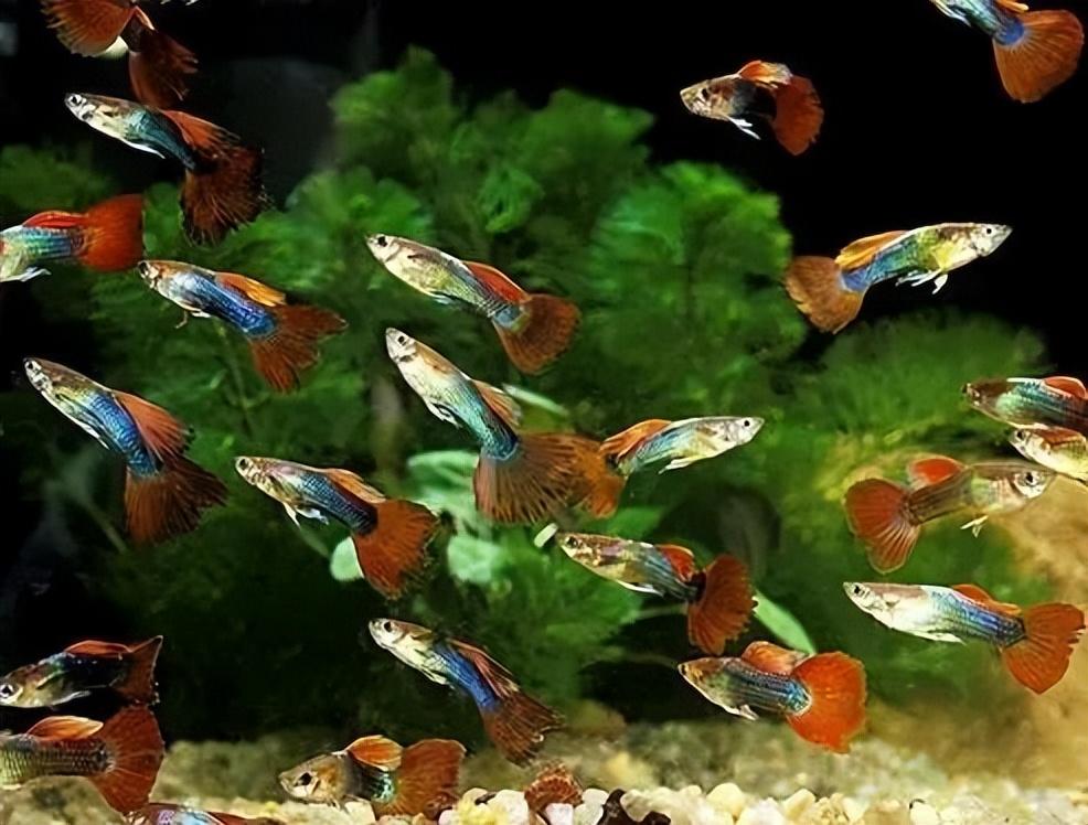 孔雀鱼资料全知道：喂养美丽孔雀鱼的必备指南