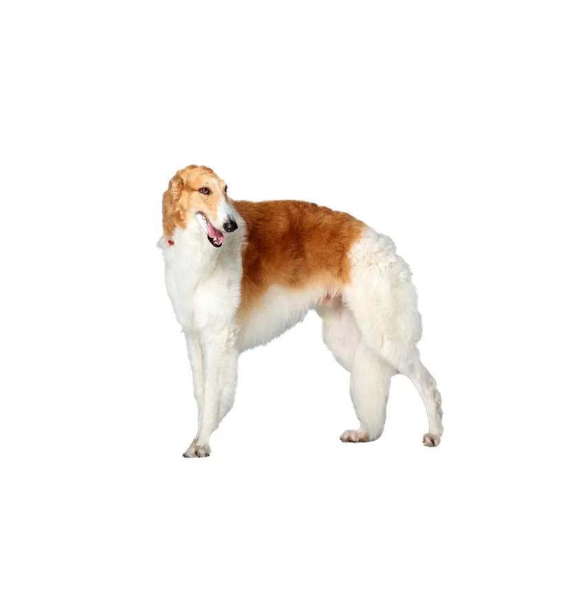 苏俄牧羊犬真的能当家庭宠物养吗？