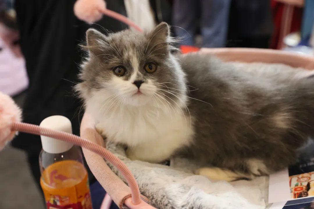 波奇全面关爱宠物生活，提供宠物健康、饮食、护理一站式服务