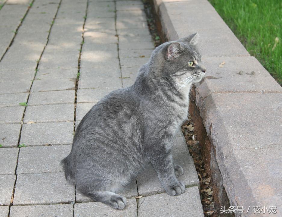 曼克斯猫没尾巴是基因缺陷吗？