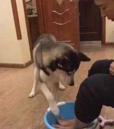 你家狗子能跑赢隔壁二哈吗？