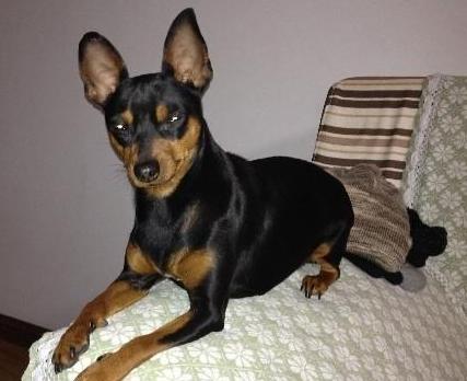 迷你杜宾犬真的适合新手养吗？