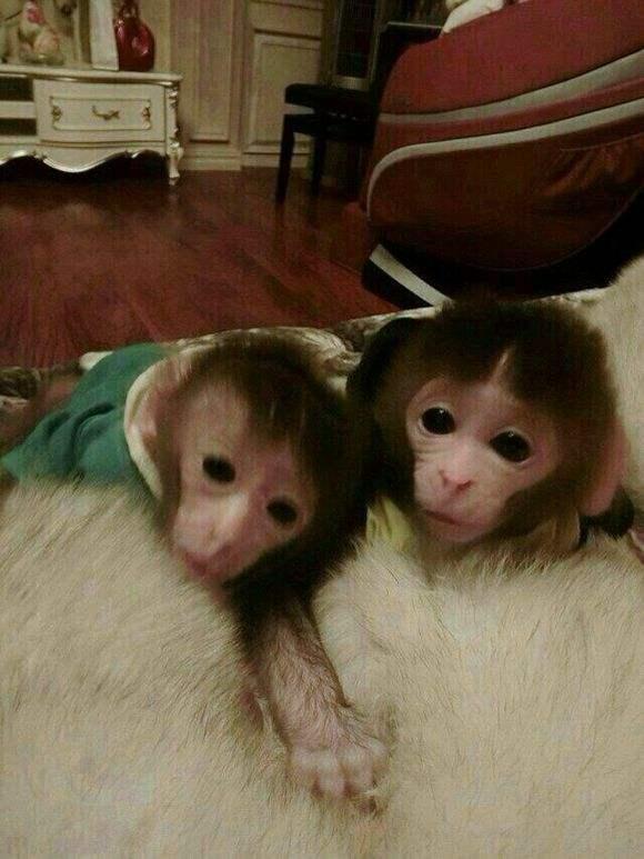 袖珍猴子真的能当宠物养吗？