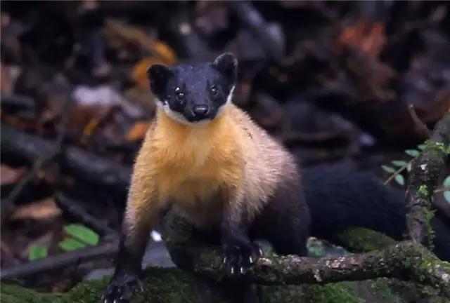 狐狸狗价格为什么能差出十倍？