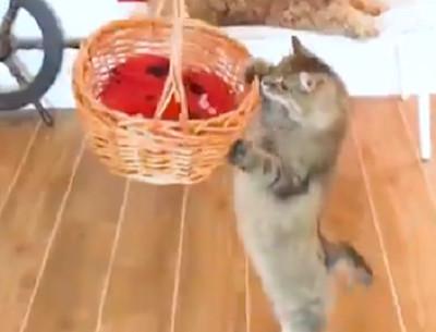 往子宫里产蛇卵真的存在吗？