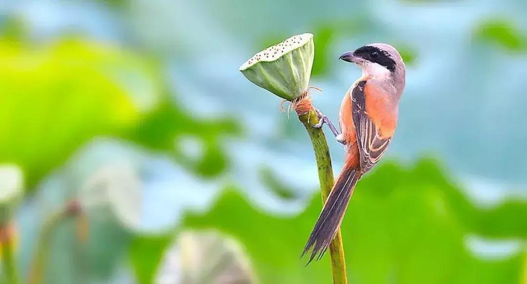伯劳鸟真的会把猎物钉在树枝上吗？