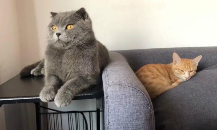 2022年属鸡人运势到底怎么样？