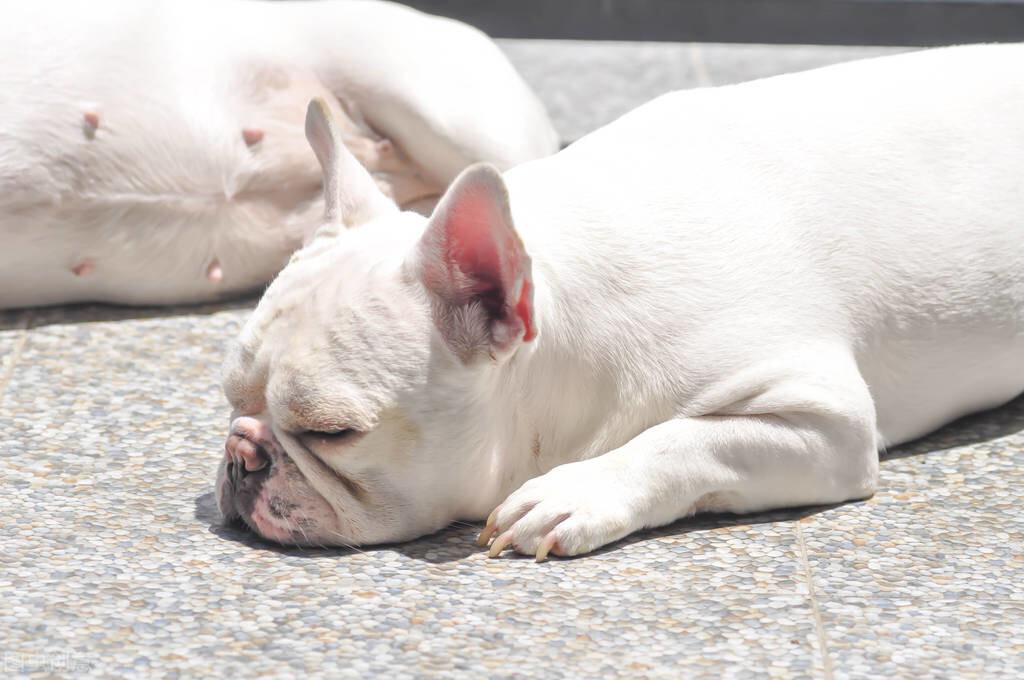 贵族狗粮官网买的粮真的更好吗？