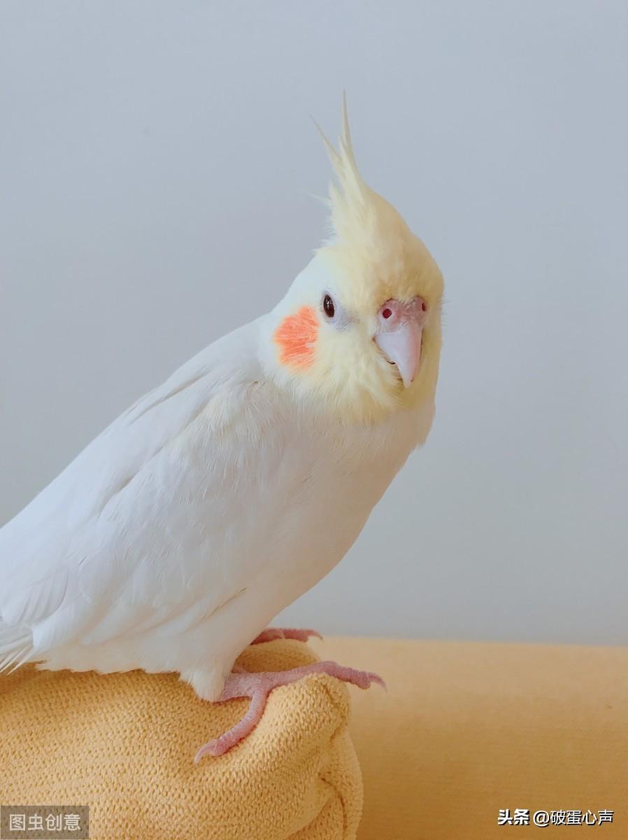 第一次养鸟选什么品种最省心？