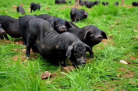养微型猪真的像养宠物狗一样简单吗？
