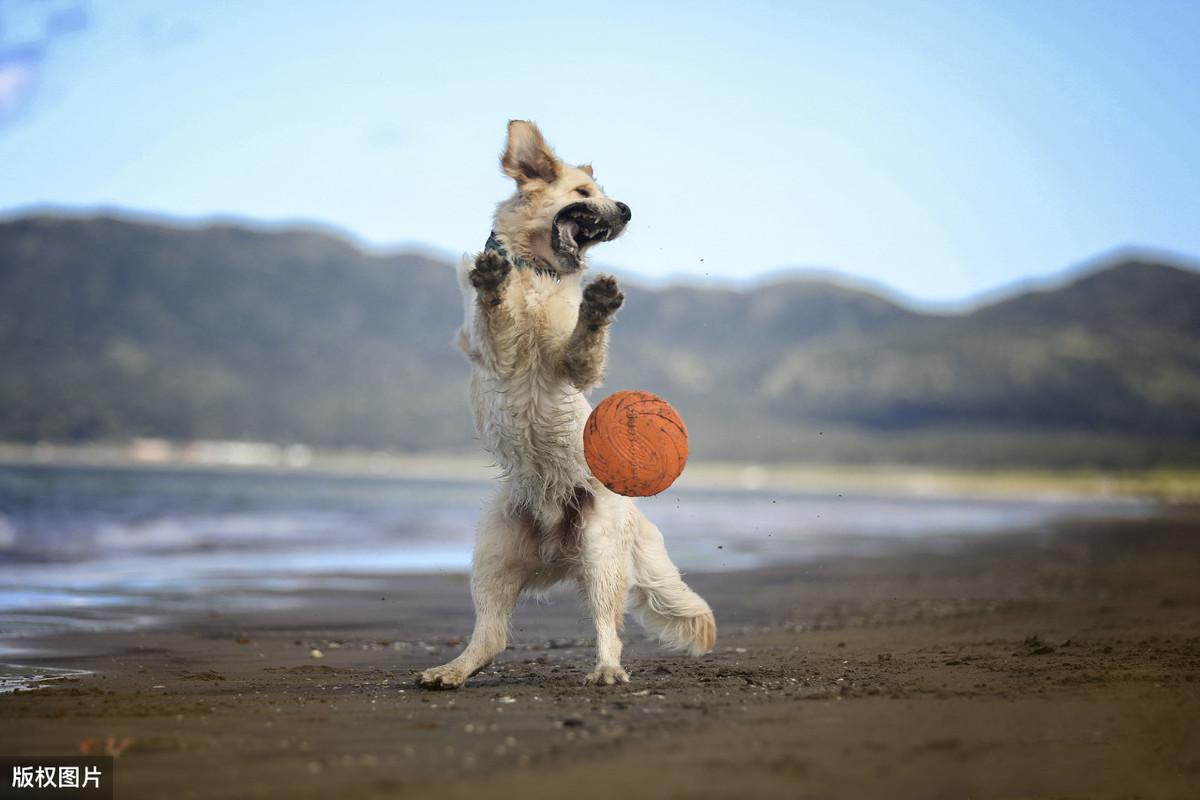 如何有效训练狗狗接飞盘：详细步骤与技巧分享