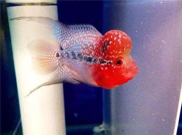 为什么你的罗汉鱼苗总养不活？