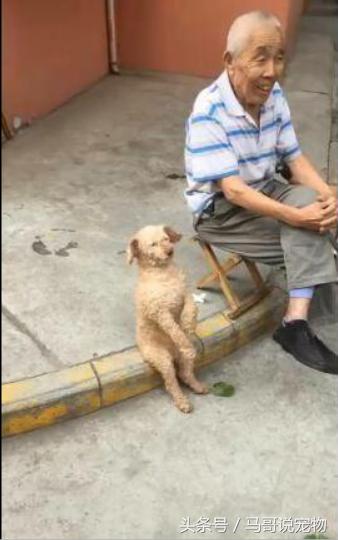 如何把泰迪犬训练成主人的小跟班：详细步骤与技巧分享