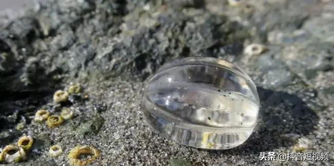 海葵好不好饲养？新手养海葵的注意事项与技巧