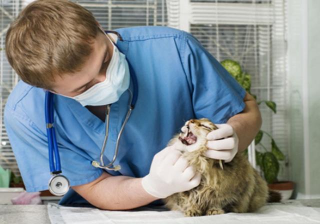 淘宝客服链接获取方法详解：如何快速找到并获取淘宝客服链接