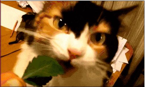 苹果手机刷抖音评论区突然变白怎么办？