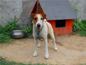 凯安梗到底适不适合新手养？