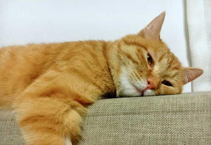 2025属鼠人全年12个月运势详情:各月运势早知道 2025属鼠人全年12个月运势详情:各月运势早知道