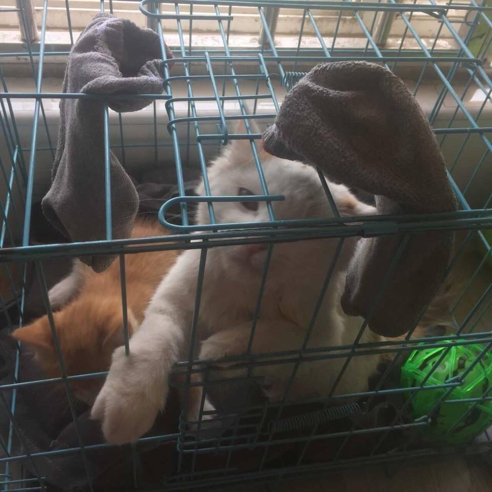 这个字你读对了吗？‘偎’的正确发音揭秘！