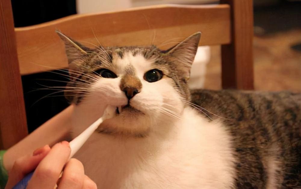 这个字到底怎么读？ 净 的拼音你确定会吗？