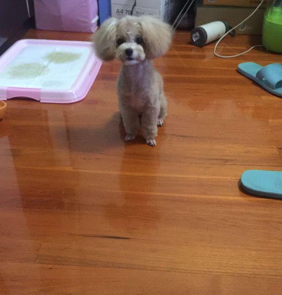 哈士奇为什么不能吃朱古力？原因及危害解析 - 波奇网