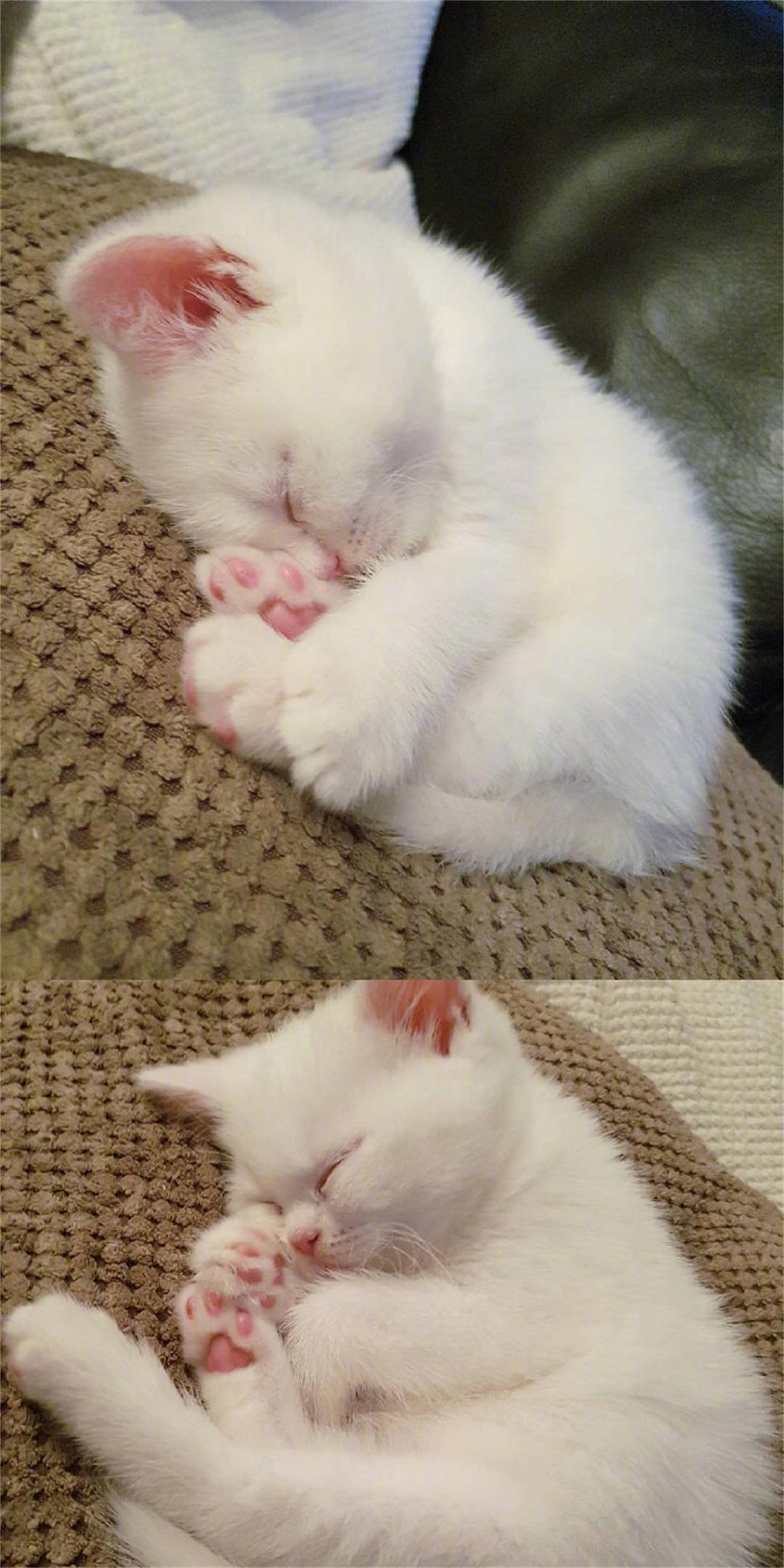 梦见被猫咬到底预示着什么？