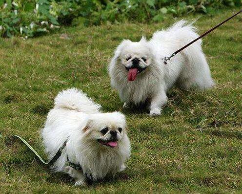 京巴狗真的像慈禧太后一样难伺候吗？