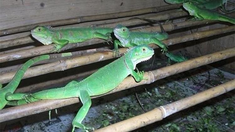 新手养宠到底要花多少钱？