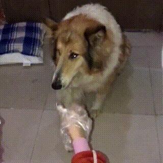 买只苏格兰牧羊犬到底要花多少钱？