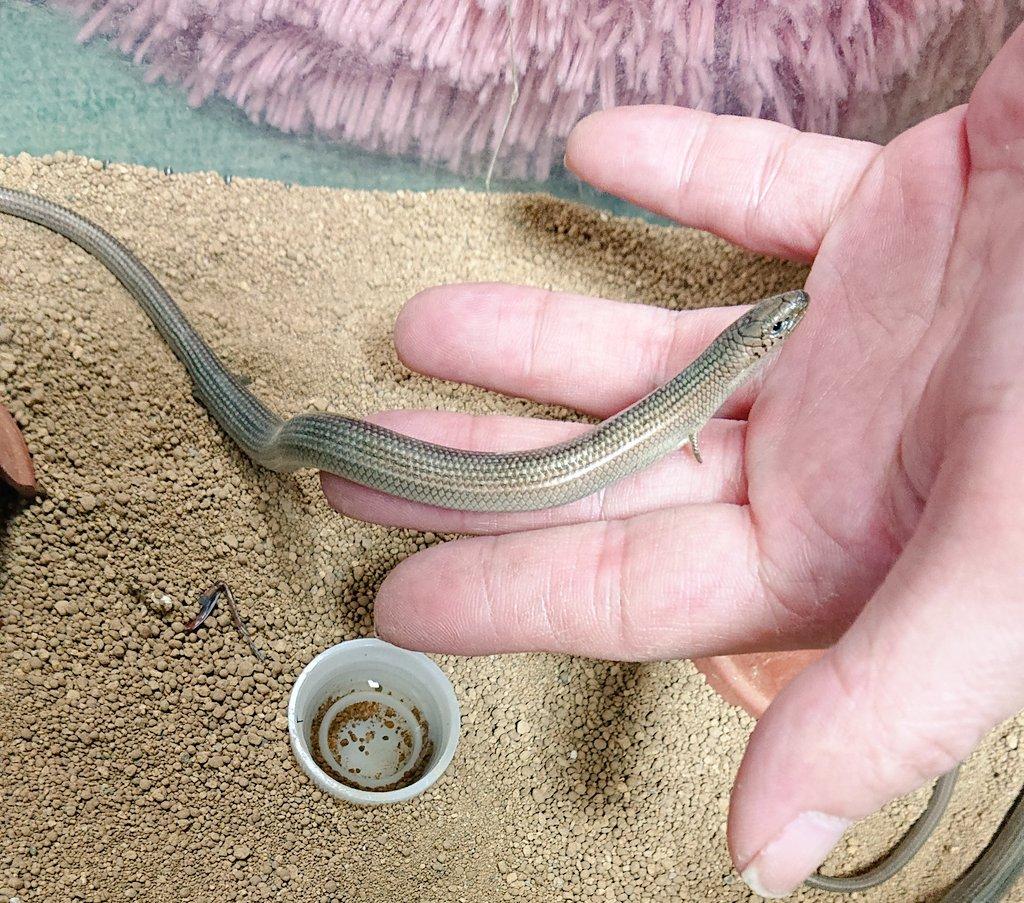 中国石龙子真的能当宠物养吗? 中国石龙子真的能当宠物养吗?