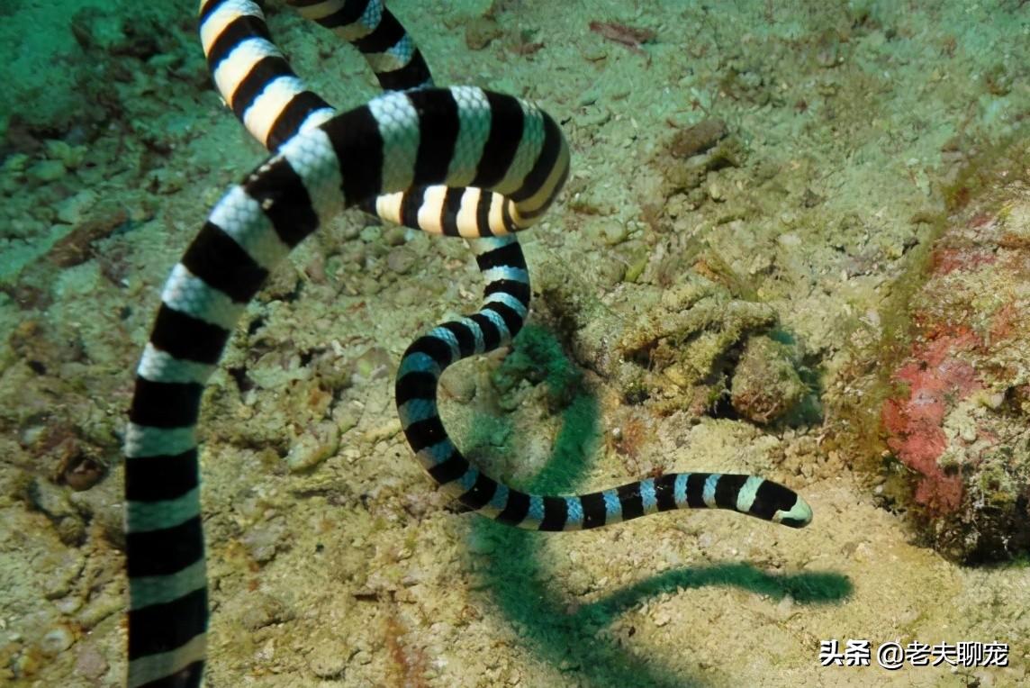 青环海蛇真的能当宠物养吗？