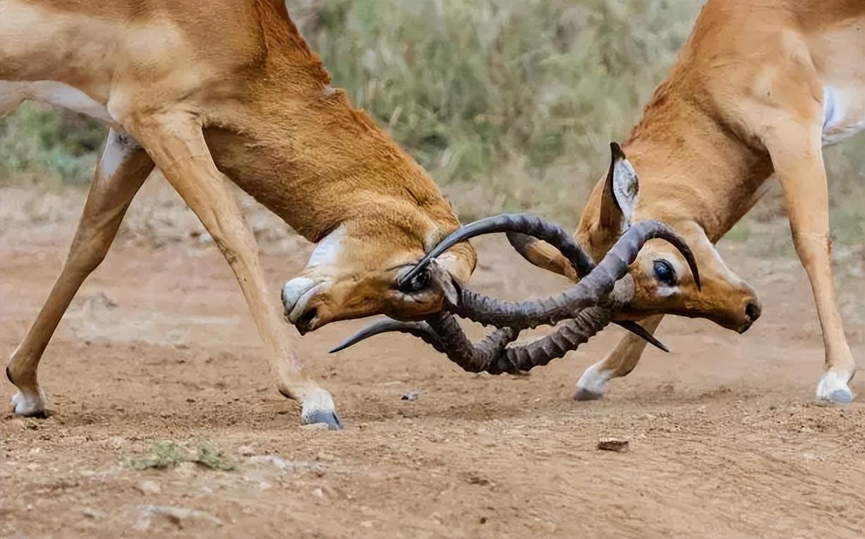 动物交配到底能有多刺激？