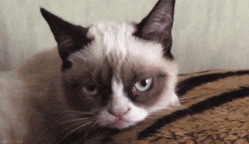 点金龙鱼真的需要玄学操作吗？