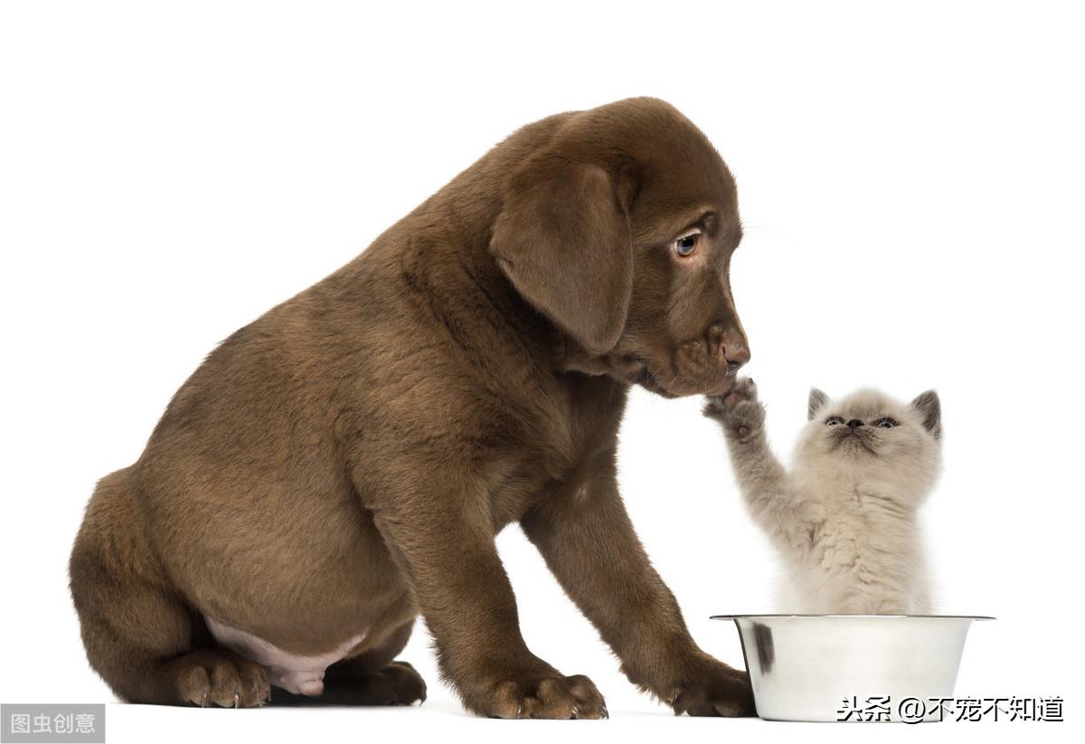 狗狗流产怎么办？多次检查与健康饮食是关键