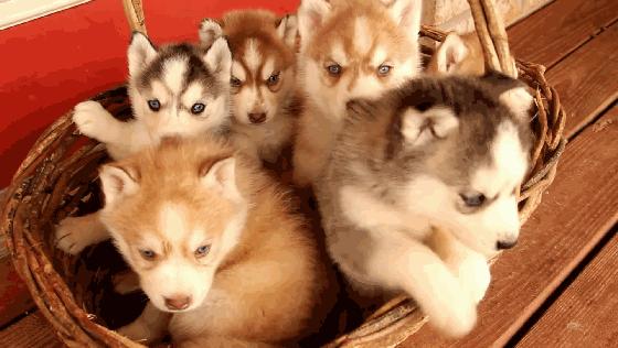 买哈士奇需要准备多少钱？